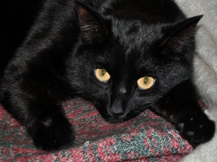 Картинка животные коты