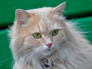 Картинка животные коты