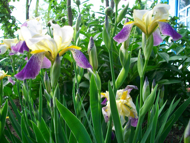 Обои картинки фото автор, тараненко, цветы, ирисы