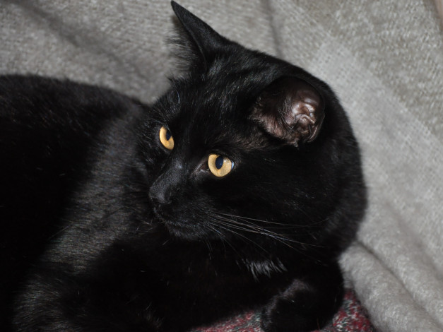 Обои картинки фото животные, коты