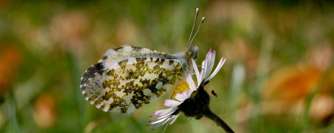 Обои картинки фото животные, бабочки