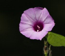 Картинка цветы вьюнки ипомеи темный сиреневый