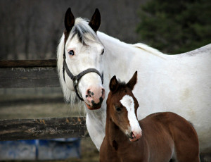 Картинка животные лошади малыш мама жеребенок