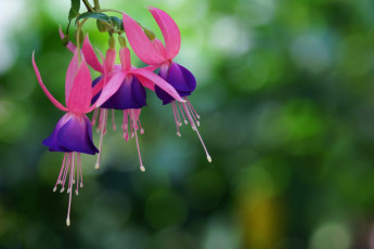 Картинка цветы фуксия фиолетовый малиновый