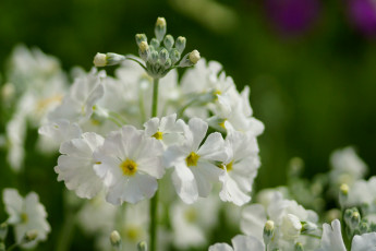 Картинка цветы примулы белый