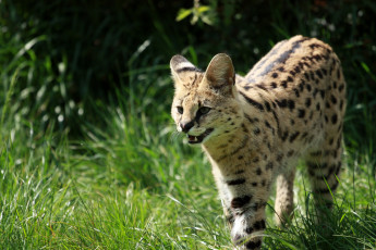 Картинка животные сервалы хищник кошка пятна