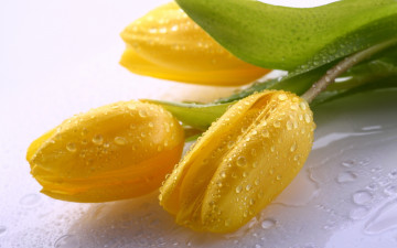 Картинка тюльпаны цветы капли