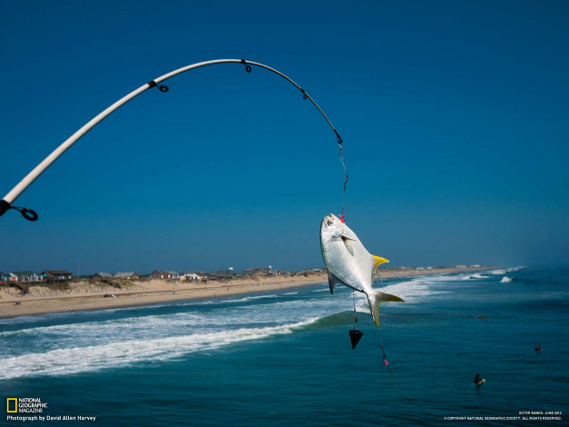 Обои картинки фото животные, рыбы, рыба, удочка