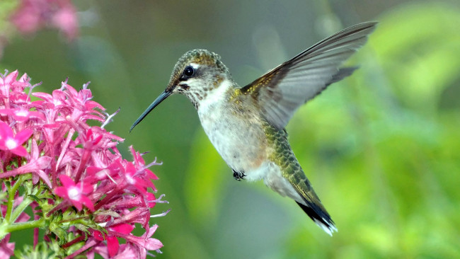 Обои картинки фото животные, колибри, крылья, полет, цветок