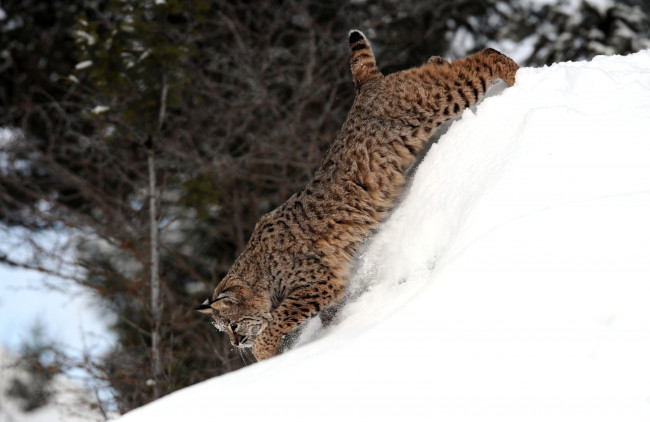 Обои картинки фото животные, рыси, хищник, снег, кошка