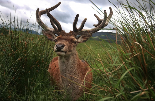 Обои картинки фото животные, олени, рога