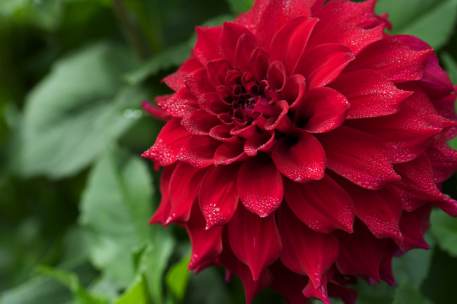 Обои картинки фото цветы, георгины, капли, красный, большой, лепестки