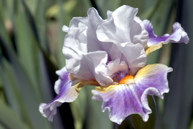 Обои картинки фото цветы, ирисы, сиреневый, лепестки