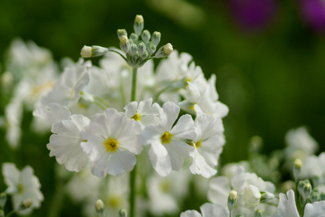 Обои картинки фото цветы, примулы, белый