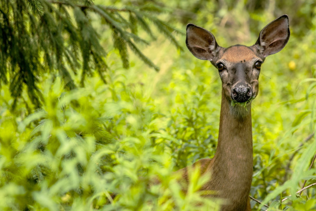 Обои картинки фото животные, олени, косуля
