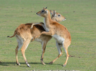 Картинка животные антилопы игра