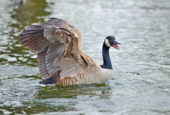 Картинка животные гуси гусь канадский