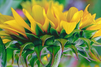 Картинка цветы подсолнухи макро