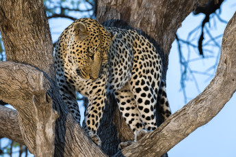 Картинка животные леопарды кошка