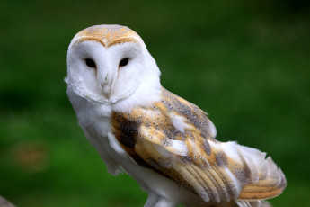 Картинка животные совы сипуха