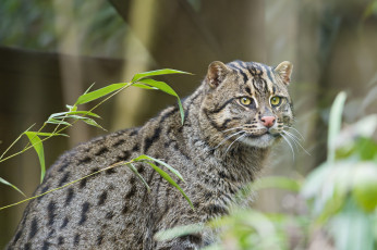 Картинка животные дикие+кошки травка кошка