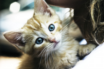 Картинка животные коты котейка