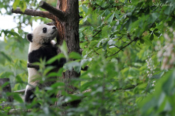 Картинка животные панды мишка