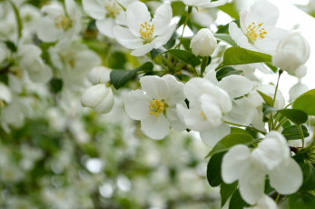 Картинка цветы цветущие+деревья+ +кустарники цветение весна