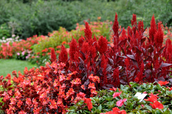 Картинка цветы разные+вместе герань амарант