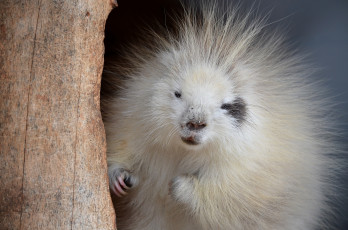 Картинка животные дикобразы милый