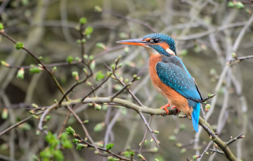 Картинка животные зимородки кусты рыболов