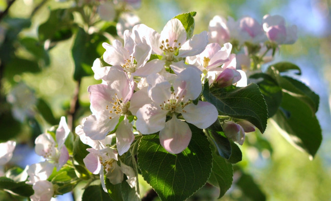 Обои картинки фото цветы, цветущие деревья ,  кустарники, весна