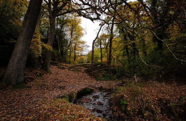 Обои картинки фото природа, реки, озера, листва, ручей, лес, осень