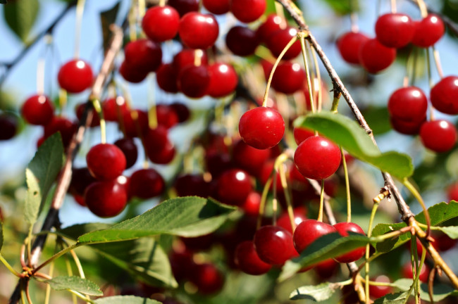 Обои картинки фото природа, Ягоды, вишня