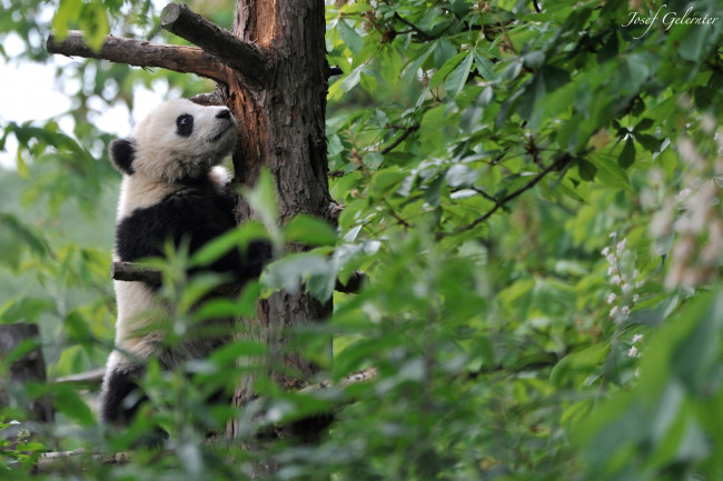 Обои картинки фото животные, панды, мишка