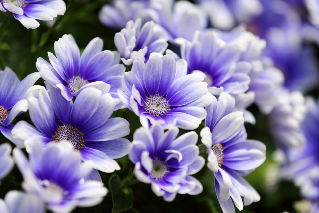 Обои картинки фото цветы, цинерария, красота