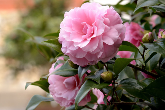 Обои картинки фото цветы, камелии, розовый