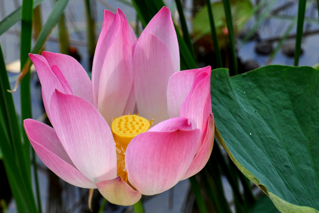 Обои картинки фото цветы, лотосы, лепестки