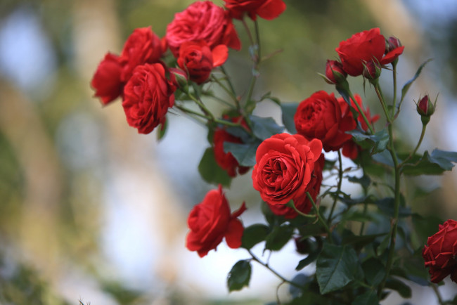 Обои картинки фото цветы, розы, красный