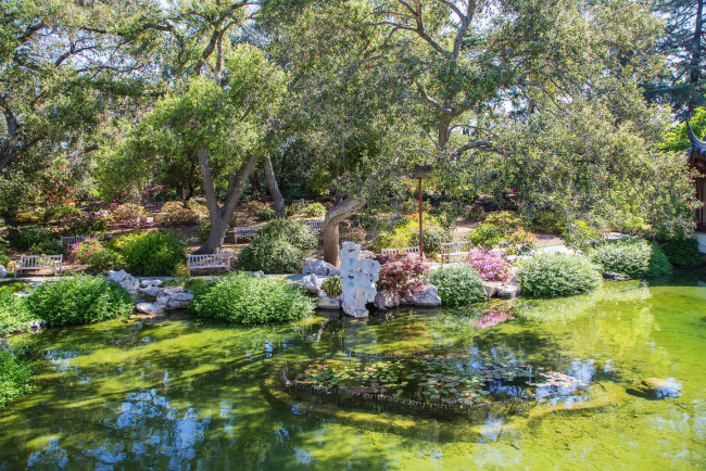 Обои картинки фото калифорния сан марино, природа, парк, деревья, кусты, цветы, пруд, сад, сан, марино, калифорния