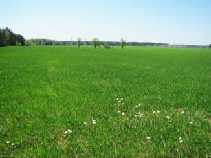 Картинка природа луга зелень