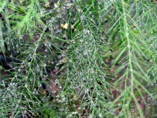 Картинка природа макро капли