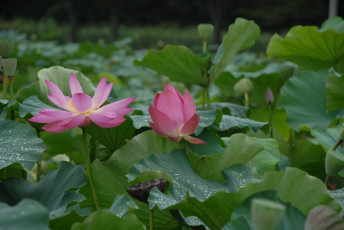 Картинка цветы лотосы лепестки