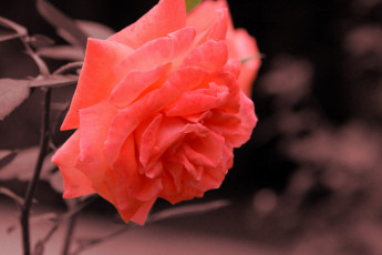 Картинка цветы розы макро