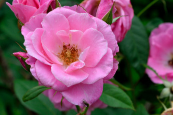 Картинка цветы розы розовый