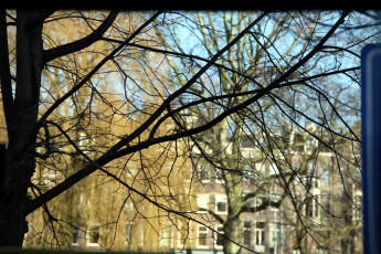 Картинка природа деревья ветки