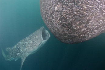 Картинка shark животные акулы рыбы море хищник акула