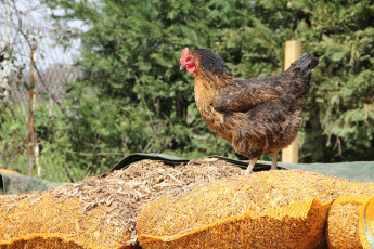 Картинка животные куры +петухи курица