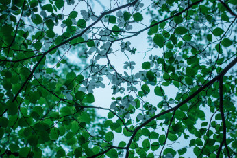 Картинка цветы кизил цветение дерево ветки весна