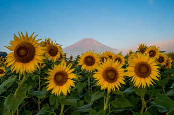 Картинка цветы подсолнухи желтые